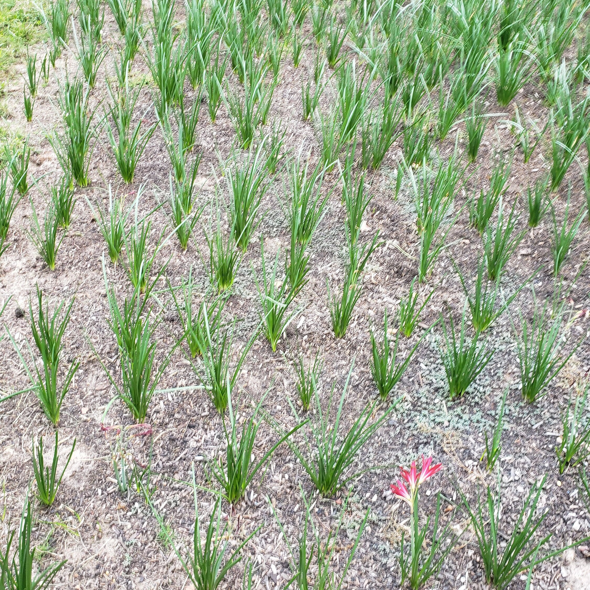 Oxblood Lily Bulbs Hurricane Schoolhouse Rain Red Flower Bulbs Free Shipping Lilies Free