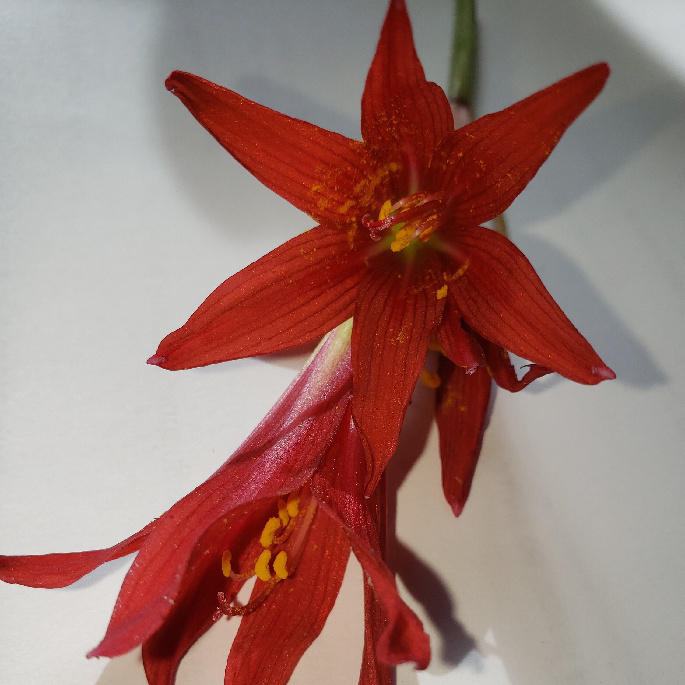 Oxblood Lily Bulbs Hurricane Schoolhouse Rain Red Flower Bulbs Free