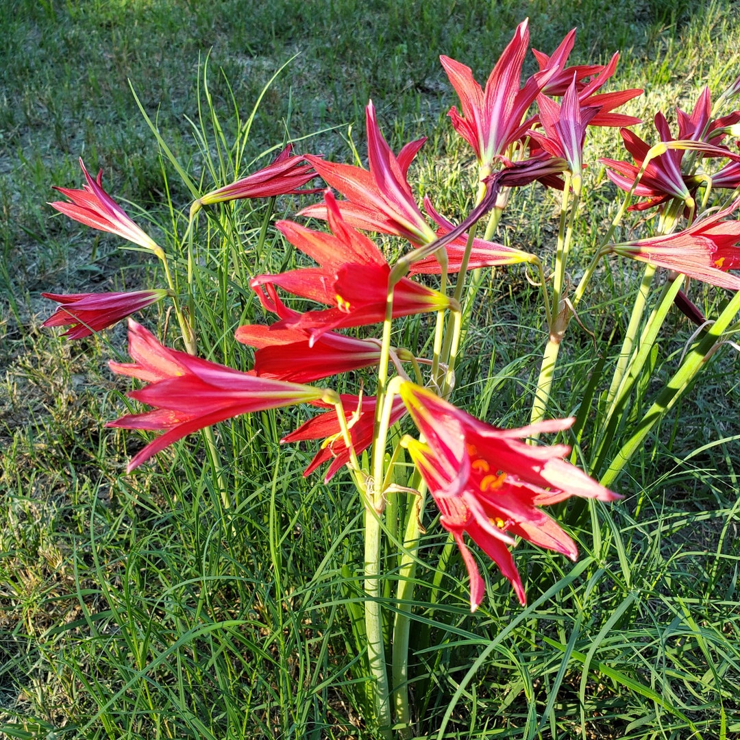 Oxblood Lily Bulbs Hurricane Schoolhouse Rain Red Flower Bulbs Free