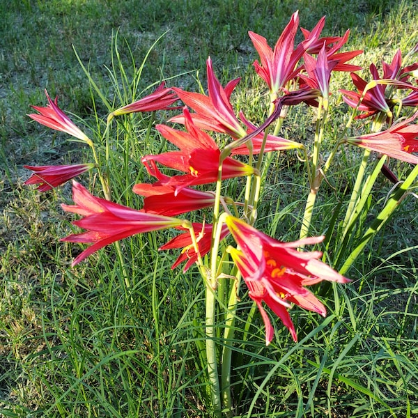 Oxblood Lily Bulbs Hurricane Schoolhouse Rain Red Flower Bulbs Free Shipping Lilies Free Shipping Gift Present Plants Red Fall-Bloom Large