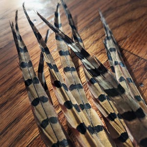 Natural Wild Pheasant Tail Feathers - 10 pieces, 12-18 inches