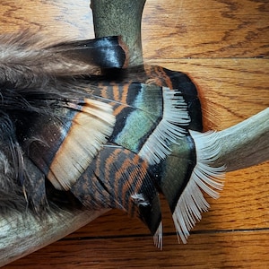 Natural Wild Turkey Feathers - 50-200 pieces