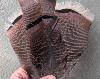 May include: A fan-shaped arrangement of wild turkey feathers featuring brown and black horizontal barring, distinct black bands, and light cream-colored tips. The feathers have a soft, downy texture at the base and a firm, structured quill structure.