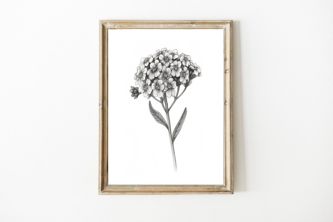 Alyssum Flower Drawing Printable Art Digital Print Modern Etsy