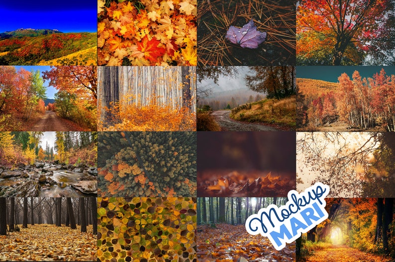 May include: A collage of 12 images showcasing the beauty of autumn foliage. The images feature various shades of red, orange, yellow, and brown leaves, as well as trees, forests, and paths. The images are arranged in a grid pattern, creating a visually appealing and harmonious composition.