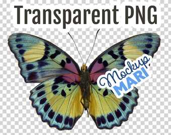 Rainbow Butterfly PNG Transparent Butterfly Clip Art Cutout Butterfly Transparency Digital File Instant Download Hi-Res Clipart Butterflies