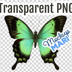 Puede incluir: Una mariposa verde y negra con una pegatina azul y blanca que dice "Mockup MARI" en el ala derecha.
