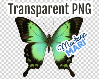 May include: A green and black butterfly with a blue and white sticker that says "Mockup MARI" on the right wing.