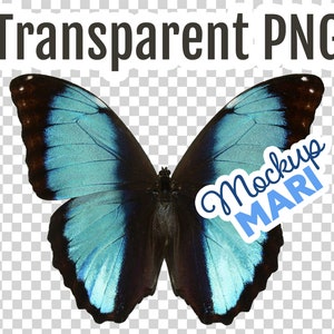 Könnte beinhalten: Ein blauer und schwarzer Schmetterling mit schillernden Flügeln. Der Schmetterling ist auf einem transparenten Hintergrund isoliert. Der Text "Mockup MARI" befindet sich auf der rechten Seite des Schmetterlings.