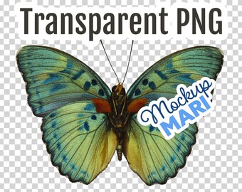 Green Butterfly PNG Transparent Blue Butterfly Clip Art Cutout Butterfly Transparency File Digital Download Hi-Res Clipart Hazel Butterflies