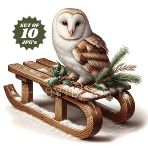 Puede incluir: Un búho blanco y marrón posado en un trineo de madera con una rama de pino y bayas de acebo. El trineo está cubierto de nieve y el fondo es blanco.