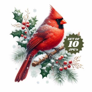 Cardenal navideño Acuarela clipart Paquete de clipart navideño Cardenal JPG Clipart caprichoso Pegatina Lindo clipart ,