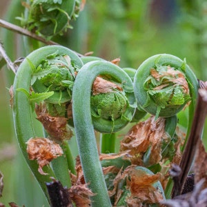 Maine Fiddleheads pre-order 19.99 per pound, free shipping. We are picking this weekend and shipping.