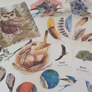 Paquete de actividades para pájaros, tarjetas de movimiento de pájaros, patrones de plumas de pájaros, manualidades de pajareras de papel para hacer tú mismo, clasificación de plumas por tamaño, actividades de primavera