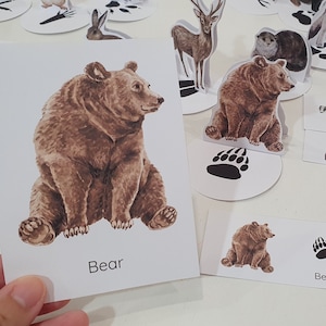 Gioco di abbinamento delle tracce degli animali del bosco, carte delle tracce degli animali, attività di identificazione delle impronte degli animali del bosco, giochi educativi, studio della natura
