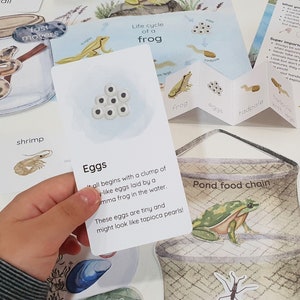 Pond Dipping Dramatic Playset, Pond Unit Study, Frog Life Cycle, Montessori Pond Life Activities, Food Chain Study, Summer Nature Study