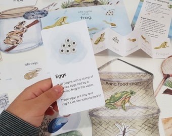 Pond Dipping Dramatic Playset, Pond Unit Study, Frog Life Cycle, Montessori Pond Life Activities, Food Chain Study, Summer Nature Study
