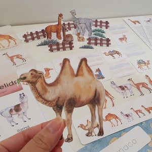 Camelids Activity Pack, Camel Unit Study, Alpaca Farm Mini Diorama, Llama Coloring, Camelids Flashcards, Desert Morning Basket Activities