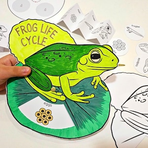 Frog Life Cycle Coloring Activity, Wheel and Foldable, DIY Kids Paper Crafts, Homeschool Science, Frog Study Unit, Frog Paper Crafts