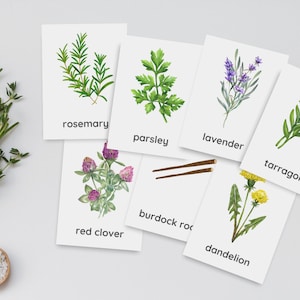 40 tarjetas didácticas sobre hierbas, tarjetas didácticas Montessori, tarjetas didácticas florales imprimibles, tarjetas didácticas para aspirantes a boticarios, horticultores, tarjetas de jardín