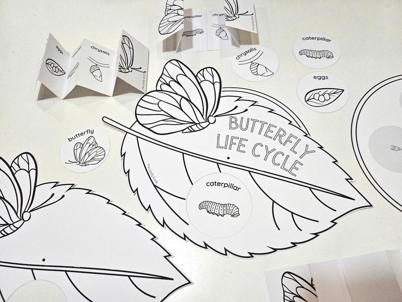 May include: Black and white printable butterfly life cycle activity with a butterfly, caterpillar, chrysalis, and eggs. The activity includes a leaf with the words "Butterfly Life Cycle" and separate circles with the different stages of the butterfly life cycle.