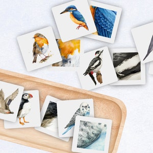 Jogo de correspondência de padrões de pássaros, jogos para impressão, correspondência para crianças, educação sobre a natureza, aprendizagem em casa, atividade científica, flashcards sobre a natureza