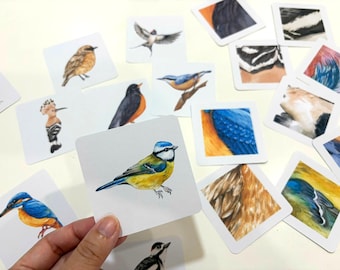 May include: A collection of square cards featuring detailed watercolour illustrations of various birds, including a blue tit, kingfisher, and hoopoe, alongside close-up studies of bird feathers and wings in vibrant colours.