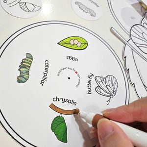 May include: A white circular learning chart with a black border. The chart shows the life cycle of a butterfly with illustrations of an egg, caterpillar, chrysalis, and butterfly. The words "egg", "caterpillar", "chrysalis", and "butterfly" are written around the chart.