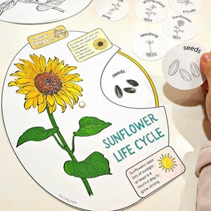 Sunflower Life Cycle Interactive Wheel Coloring, Paper Crafts, Homeschool Science, Sunflower Study, Parts of a Plant, Sequencing Activity