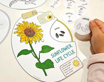 Rueda interactiva para colorear del ciclo de vida del girasol, manualidades con papel, ciencias para la educación en casa, estudio del girasol, partes de una planta, actividad de secuenciación