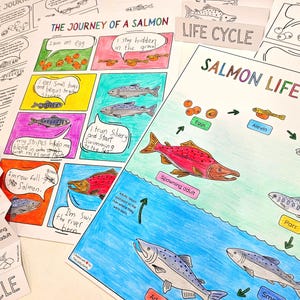 Può includere: Un grafico illustrato colorato che rappresenta il ciclo di vita di un salmone. Il grafico mostra le fasi di sviluppo dalle uova agli adulti in riproduzione. Le fasi sono etichettate con i termini "Uova", "Alevino", "Fry", "Parr", "Smolt" e "Adulto in riproduzione".