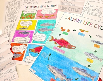 May include: A colorful illustrated chart depicting the life cycle of a salmon. The chart shows the stages of development from eggs to spawning adults. The stages are labeled with the terms "Eggs", "Alevin", "Fry", "Parr", "Smolt", and "Spawning Adult".