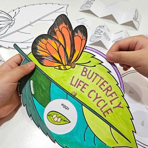 May include: A colorful paper craft depicting the butterfly life cycle. The craft features a butterfly, eggs, a caterpillar, a chrysalis, and the words "Butterfly Life Cycle".