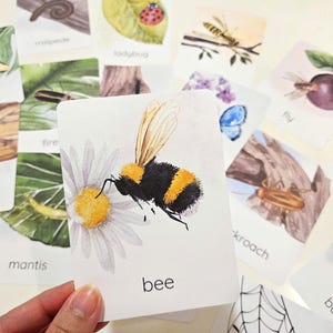 24 tarjetas didácticas de Minibeast, Insectos y bichos, Tarjetas didácticas de la naturaleza, Estudio de insectos, Preescolar Montessori, Educación en casa, Escuela forestal