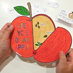 Life Cycle of an Apple Craft, Apple Coloring, Life Cycle Foldable, Fall Crafts, Sequencing Activity, Apple Study Unit, Apple Tree Life Cycle