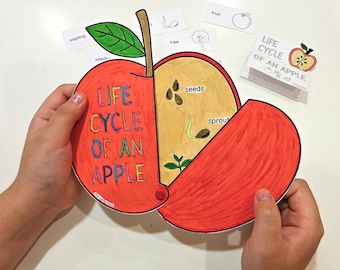 Life Cycle of an Apple Craft, Apple Coloring, Life Cycle Foldable, Fall Crafts, Sequencing Activity, Apple Study Unit, Apple Tree Life Cycle