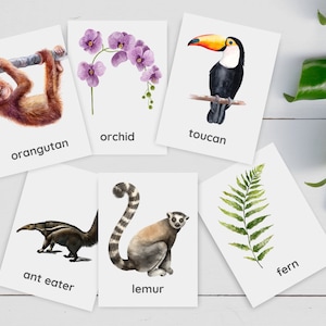 24 Flashcards de floresta tropical, flora e fauna, flashcards Montessori, flashcards de floresta, flashcards de selva, flashcards de vida selvagem, cartões de ecossistema