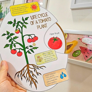Ciclo di vita di una pianta di pomodoro Ruota interattiva da colorare, lavoretti fai da te con la carta per bambini, scienza per la scuola domestica, unità di studio sul pomodoro, parti di una pianta