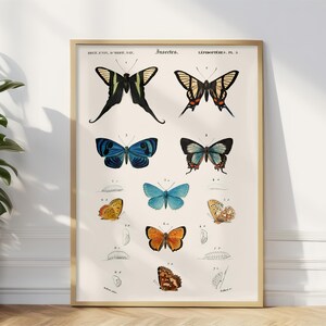 May include: A vintage illustration of butterflies, featuring a variety of species with different wing patterns and colors. The butterflies are arranged in a grid pattern on a white background. The image includes the text "Insecta. LEPIDOPTERES. PL. 5."