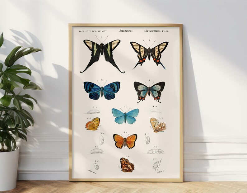 May include: A vintage illustration of butterflies, featuring a variety of species with different wing patterns and colors. The butterflies are arranged in a grid pattern on a white background. The image includes the text "Insecta. LEPIDOPTERES. PL. 5."