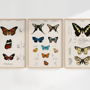 Peut inclure: Trois illustrations vintage encadr&eacute;es de papillons. Chaque cadre pr&eacute;sente une esp&egrave;ce de papillon diff&eacute;rente avec des dessins d&eacute;taill&eacute;s du cycle de vie du papillon, y compris les stades de l'&oelig;uf, de la larve, de la chrysalide et de l'adulte. Les papillons sont repr&eacute;sent&eacute;s dans diff&eacute;rentes couleurs, notamment l'orange, le jaune, le noir, le blanc et le bleu.