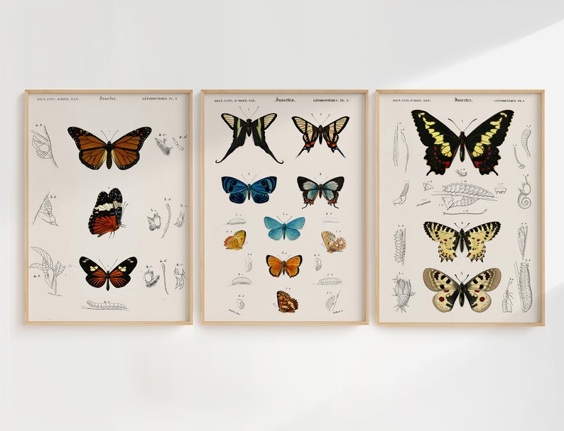 Peut inclure: Trois illustrations vintage encadr&eacute;es de papillons. Chaque cadre pr&eacute;sente une esp&egrave;ce de papillon diff&eacute;rente avec des dessins d&eacute;taill&eacute;s du cycle de vie du papillon, y compris les stades de l'&oelig;uf, de la larve, de la chrysalide et de l'adulte. Les papillons sont repr&eacute;sent&eacute;s dans diff&eacute;rentes couleurs, notamment l'orange, le jaune, le noir, le blanc et le bleu.