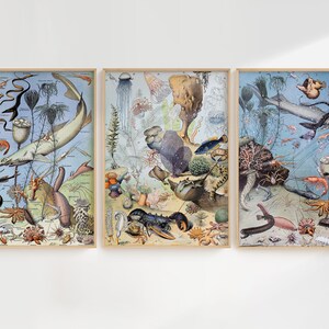 Peut inclure: Trois illustrations vintage de la vie marine sur un fond bleu clair. La premi&egrave;re illustration repr&eacute;sente une raie, un hippocampe et une &eacute;toile de mer. La deuxi&egrave;me illustration repr&eacute;sente un homard, une m&eacute;duse et une &eacute;ponge de mer. La troisi&egrave;me illustration repr&eacute;sente une raie, un hippocampe et une &eacute;toile de mer.