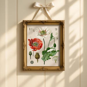 Op de afbeelding: Een ingelijste botanische prent met gedetailleerde illustraties van klaprozen en hun onderdelen. Het kunstwerk toont een rode en witte klaproos, groene bladeren en zaaddozen. De gouden lijst heeft sierlijke details en wordt opgehangen met een cr&egrave;mekleurig lint.