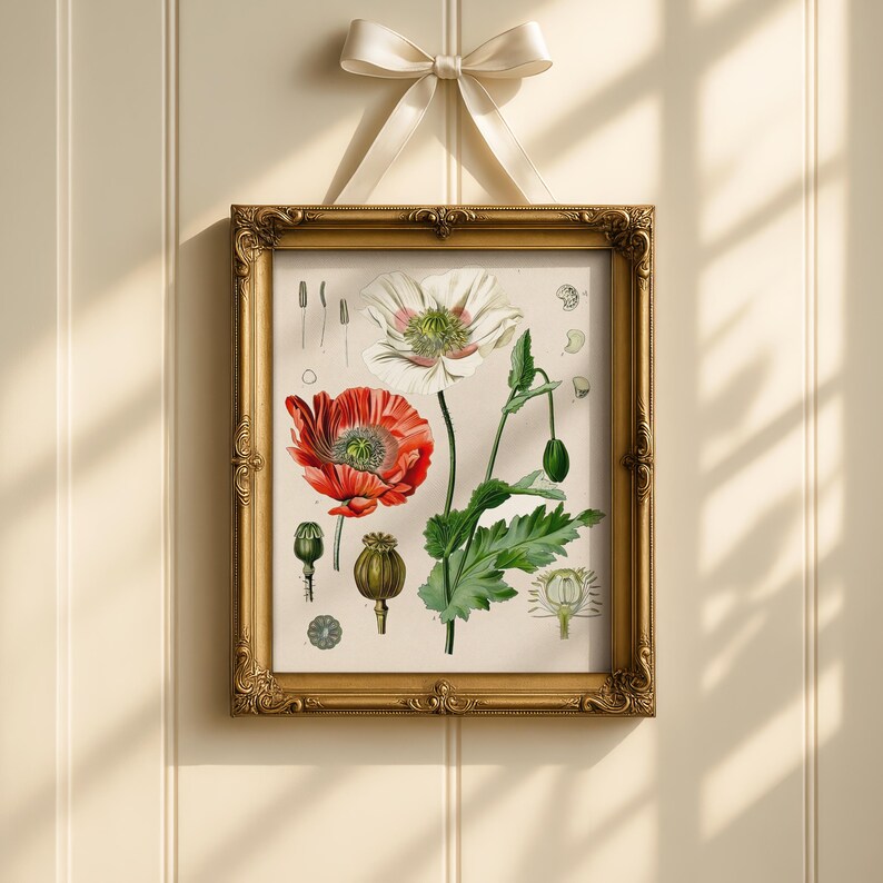 Op de afbeelding: Een ingelijste botanische prent met gedetailleerde illustraties van klaprozen en hun onderdelen. Het kunstwerk toont een rode en witte klaproos, groene bladeren en zaaddozen. De gouden lijst heeft sierlijke details en wordt opgehangen met een cr&egrave;mekleurig lint.