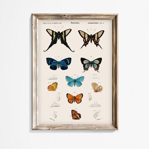 May include: A vintage illustration of butterflies, including a black and yellow butterfly, a blue butterfly, and an orange butterfly. The illustration is framed in a light wood frame and has the text "Insecta" at the top.