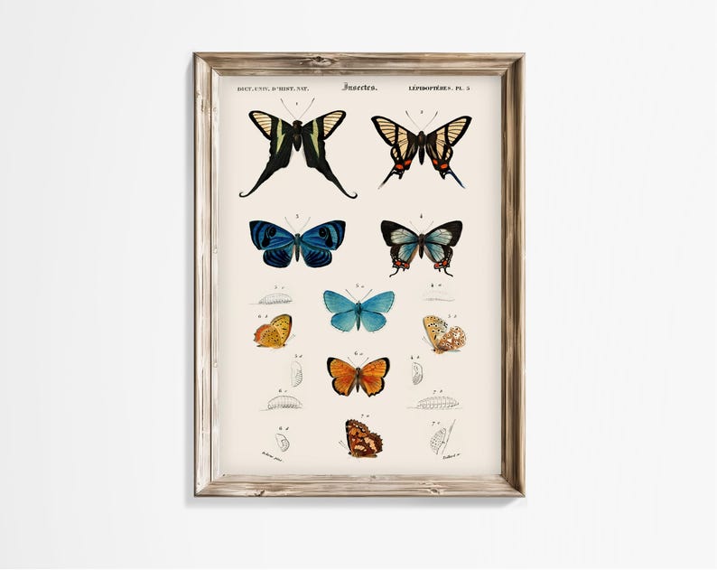 May include: A vintage illustration of butterflies, including a black and yellow butterfly, a blue butterfly, and an orange butterfly. The illustration is framed in a light wood frame and has the text "Insecta" at the top.