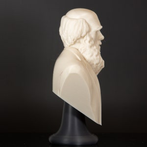 Charles Darwin The Biologist Bust Statue, Bookish Decor, Library Decor, Science Teacher Gift image 4