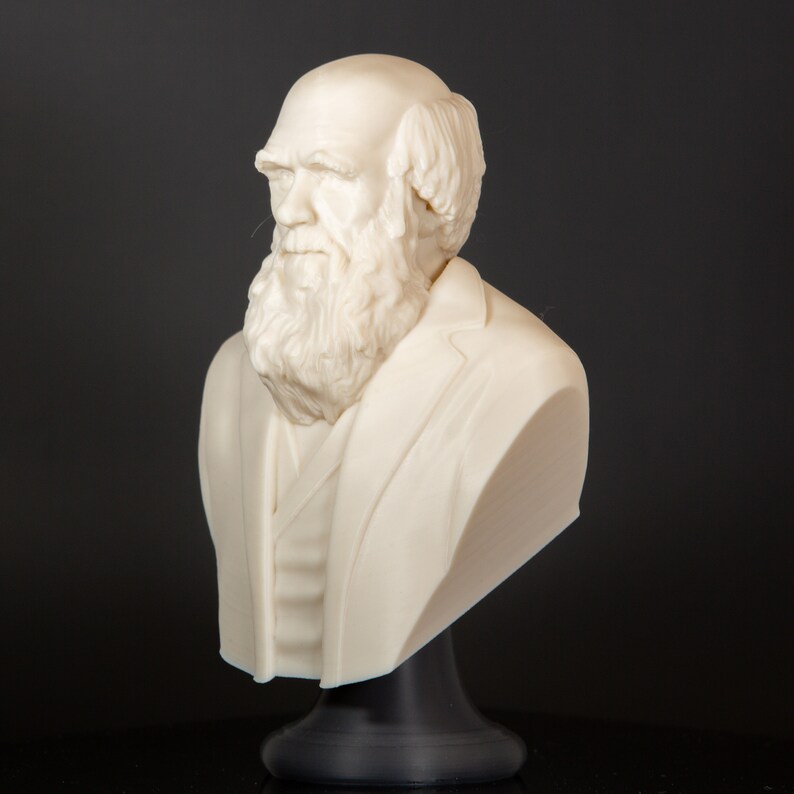 Charles Darwin The Biologist Bust Statue, Bookish Decor, Library Decor, Science Teacher Gift image 5