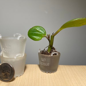 May include: A small plant in a gray pot with the text "R&D FOOD LAB". Two additional pots are stacked next to a quarter. The plant has a green leaf and a brown stem. The pots are translucent.